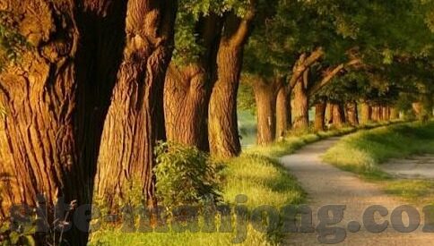 横滨水手足球比分-横滨水手足球比分，赛场风云的动态见证者